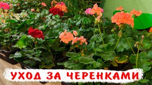 Уход за черенками пеларгонии в зимнее время