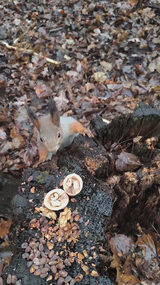 Белка вернулась за грецкими орехами