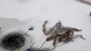 Рыбалка у чëрной дыры, ловля налима. Четырнадцатая серия.