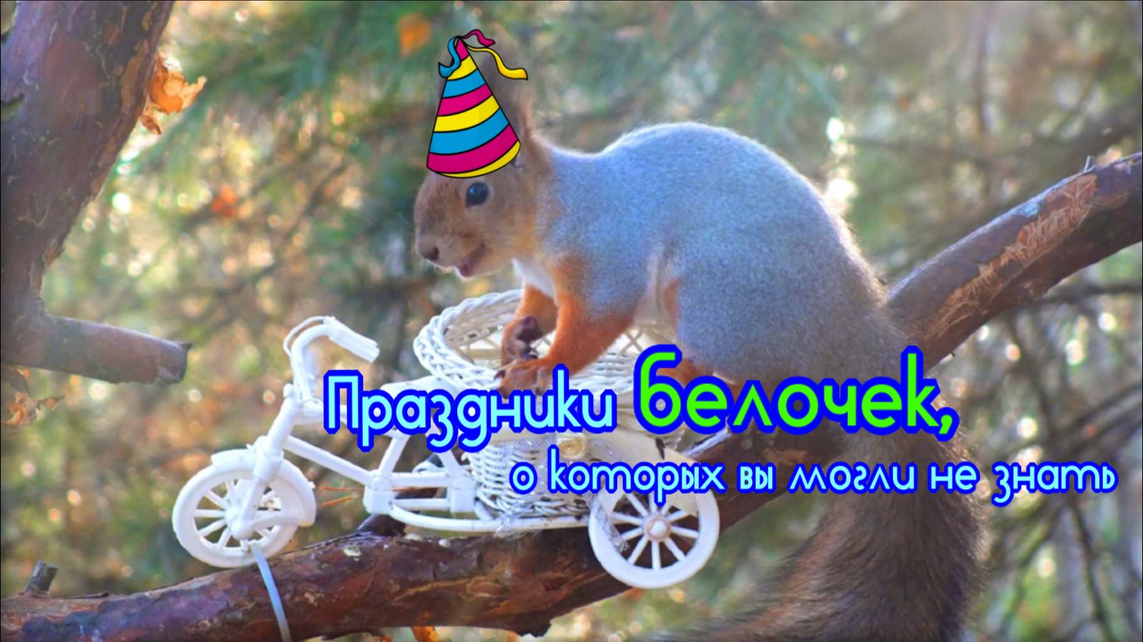 Белка и ее праздники