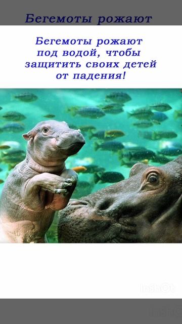 Про БЕГЕМОТА