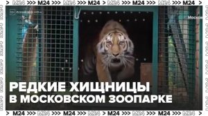 Двух самок амурского тигра привезли в Московский зоопарк из Хабаровского края - Москва 24