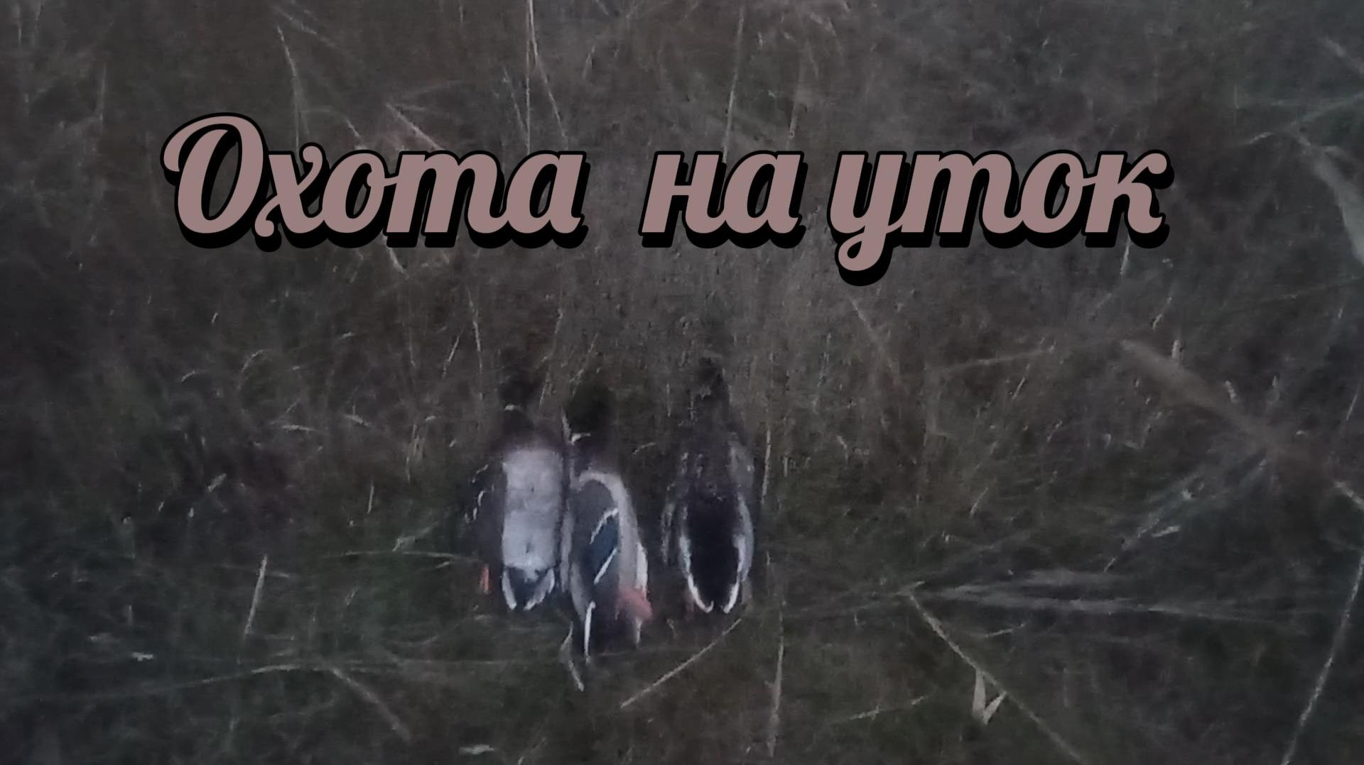 Охота на уток смотреть онлайн