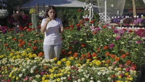 Полив и подкормка циннии.