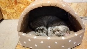 Кошка дома 🏠😺