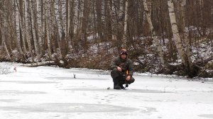 Первый лёд 2025-2026. Дикий жор ЩУК на жерлицы!!! №165