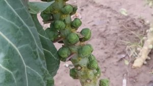 В последний осенний денёчек прогулялась до сада