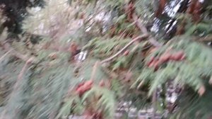 #с последним днём осени#осень уходит но она шикарна город Брянск