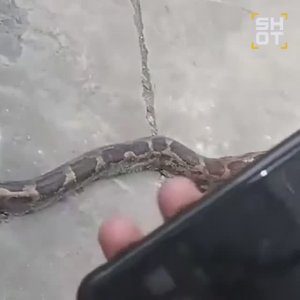 В Индии гигантский питон скрутил рабочего на электростанции