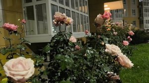 В шаге от зимы. Анапа. Розы.