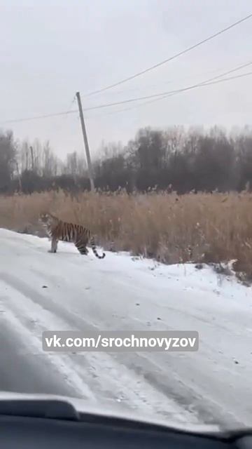 Встреча с тигром в Галкино под Хабаровском