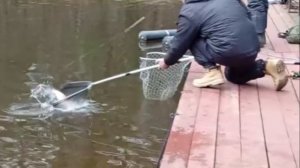 Поимки, сходы, обрывы. Рыбалка на спорт-зоне. Клёвое место Лосиный остров.