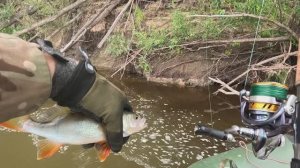 🎣ЖИВИ🎣 fishing#туризм#природа#ловля#рыбалка#щука#ловлящуки#ночевка#Чулым#река#спиннинг#окунь