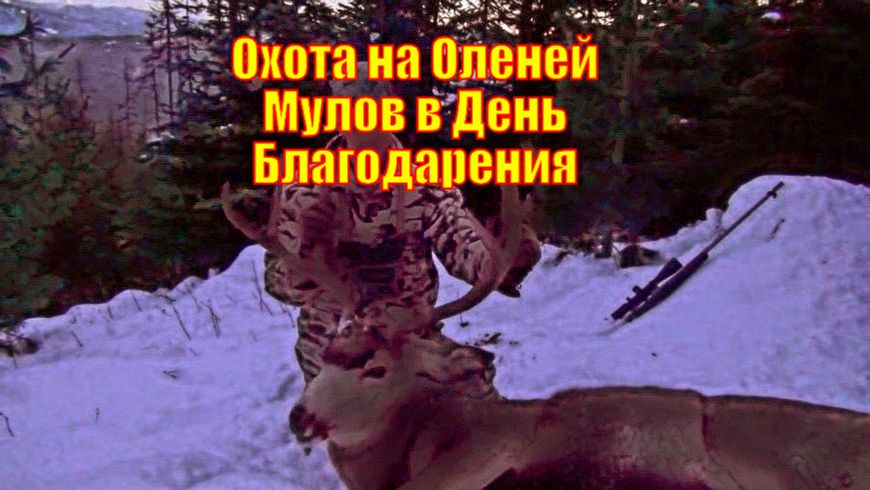 Охота на Оленей Мулов в День Благодарения