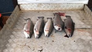 итоговый улов форели