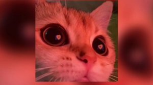 почти 1час песня "Артём Кей  Кис Кис Кис Мяу мяу"