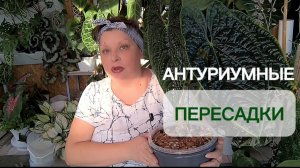 АНТУРИУМНЫЕ ПЕРЕСАДКИ . 30-11-2025