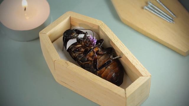 Видеоряд прощания SlivkiShow с тараканом Геннадием соединён с песней «Hoist the colours». смотреть онлайн