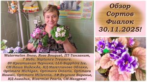 Праздничный Обзор Сортов Фиалок 30.11.2025!