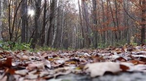 30 ноября - День большого чуда. Как загадать желание,  чтобы точно сбылось.