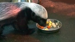 Малышка медоеда вкусно пообедала и запила все водичкой.