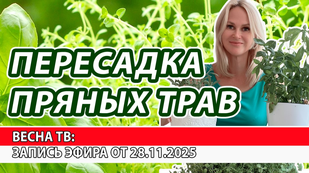 Кто сажает пряные травы на подоконнике? Пора пересадить!