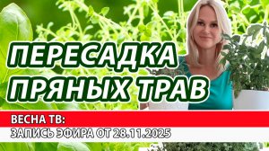 Кто сажает пряные травы на подоконнике? Пора пересадить!