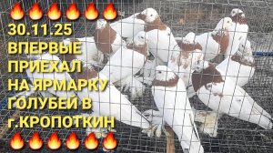 🔥🔥🔥 Кропоткин 30.11.25. Впервые посетил ярмарку голубей в этом городе. Pigeons Fair. Bird Market.