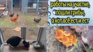 Александровка. Работа на участке. Пошли грибы. А кот всё ест и ест...