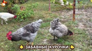 Забавные курочки несушки на сельском подворье 🤗😂😜 (36)
