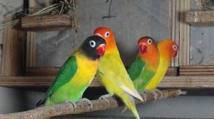 Попугаи, щеглы, черная львинка.