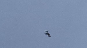 1000106869.mp4 3серия 6 часов с голубями