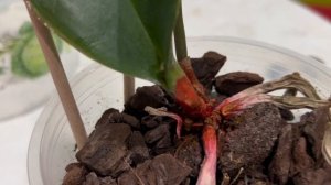 Я убила орхидею!