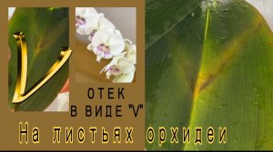 Орхидея Phal. Big stone ЗАБОЛЕЛ пятнами на листьях. Чем лечила? Что с ним сейчас!
