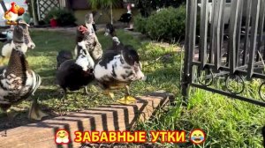 Забавные утки мускусные и пекинские на свободном выгуле со своими друзьями ч.(300) ❣️🤗😂