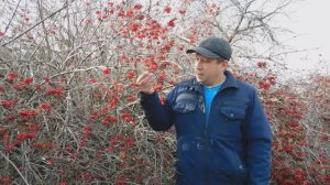 Калина - целительница! Природа лечит! Жизнь в деревне, дом в деревне