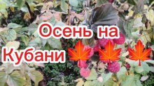 Осень на Кубани 🍁🍁🍁