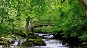 Расслабляющие звуки природы - изучение - сон-медитация-вода - птица