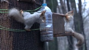 Птичка пищуха. Белки. Вечер. Зарисовка