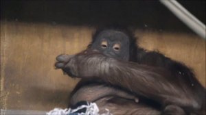 Орангутаны. Мишель покушала тыкву и спустилась с дочкой вниз 27.11.2025