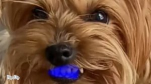 собака съела чернику