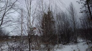 Ловля певчих птиц.29.11.2025.