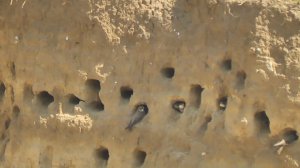 Береговые ласточки