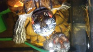 У красноухих черепах произошёл конфликт. утро 30-11-2025 Умная колонка Маруся рассказывает анекдоты.