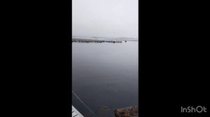 Очередная партия Карельской Форели