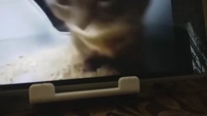 Чипи чипи чапа чапа мем