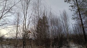 Ловля птиц 29.11.2025.