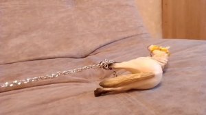 насильно забирают на тренировку😭🧑🦱