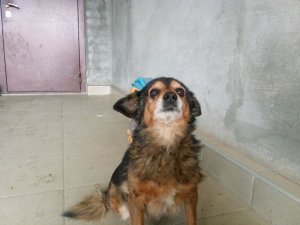 обзор на чупик