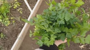 Снега у нас пока нет Как наши курочки и раскраска Ностальгия из детства